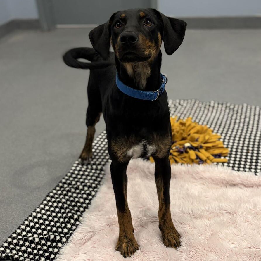 Enlarge East, a Adoptable Mixed Breed in Canal Winchester, OH image 1/2