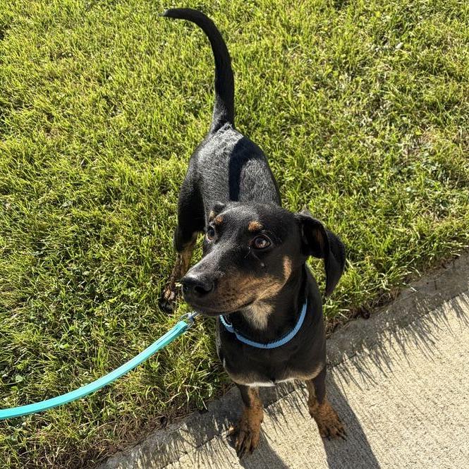 Enlarge East, a Adoptable Mixed Breed in Canal Winchester, OH image 2/2