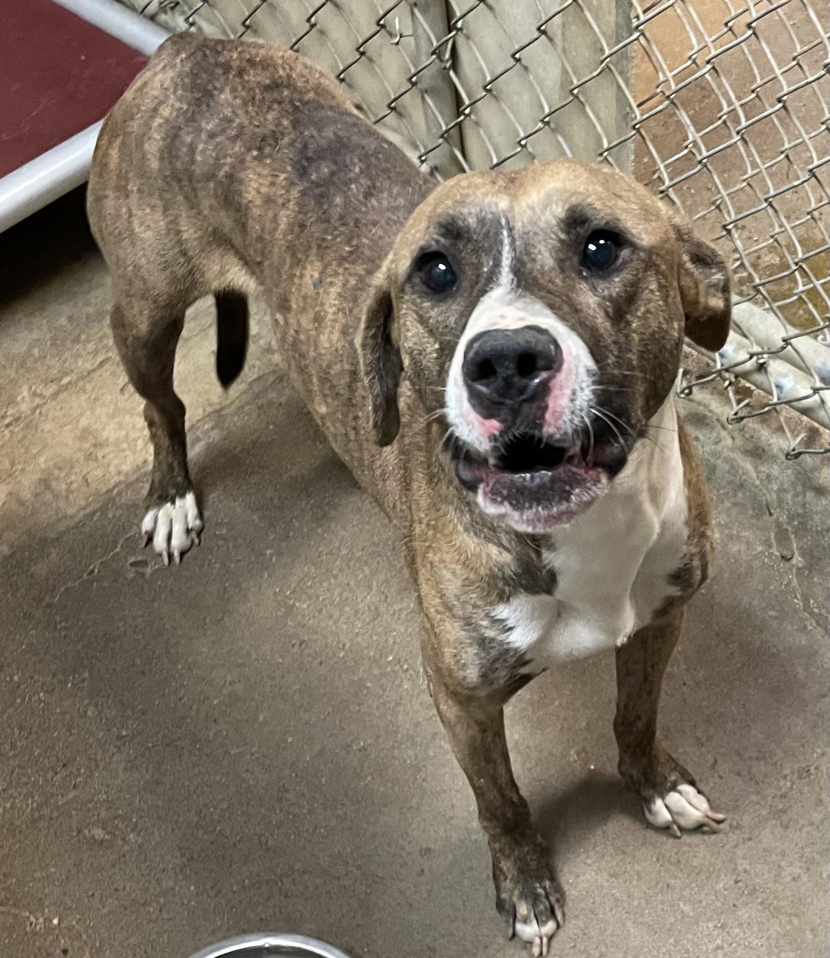 Enlarge Kojak ADOPTED, a Adopted American Staffordshire Terrier in Canton, OH image 3/3