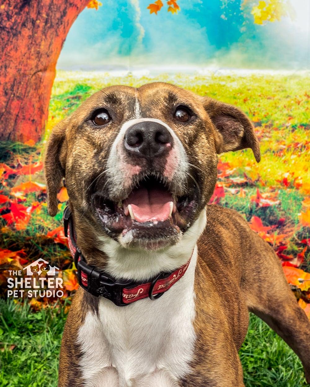 Kojak ADOPTED, Adopted, Young Male American Staffordshire Terrier.