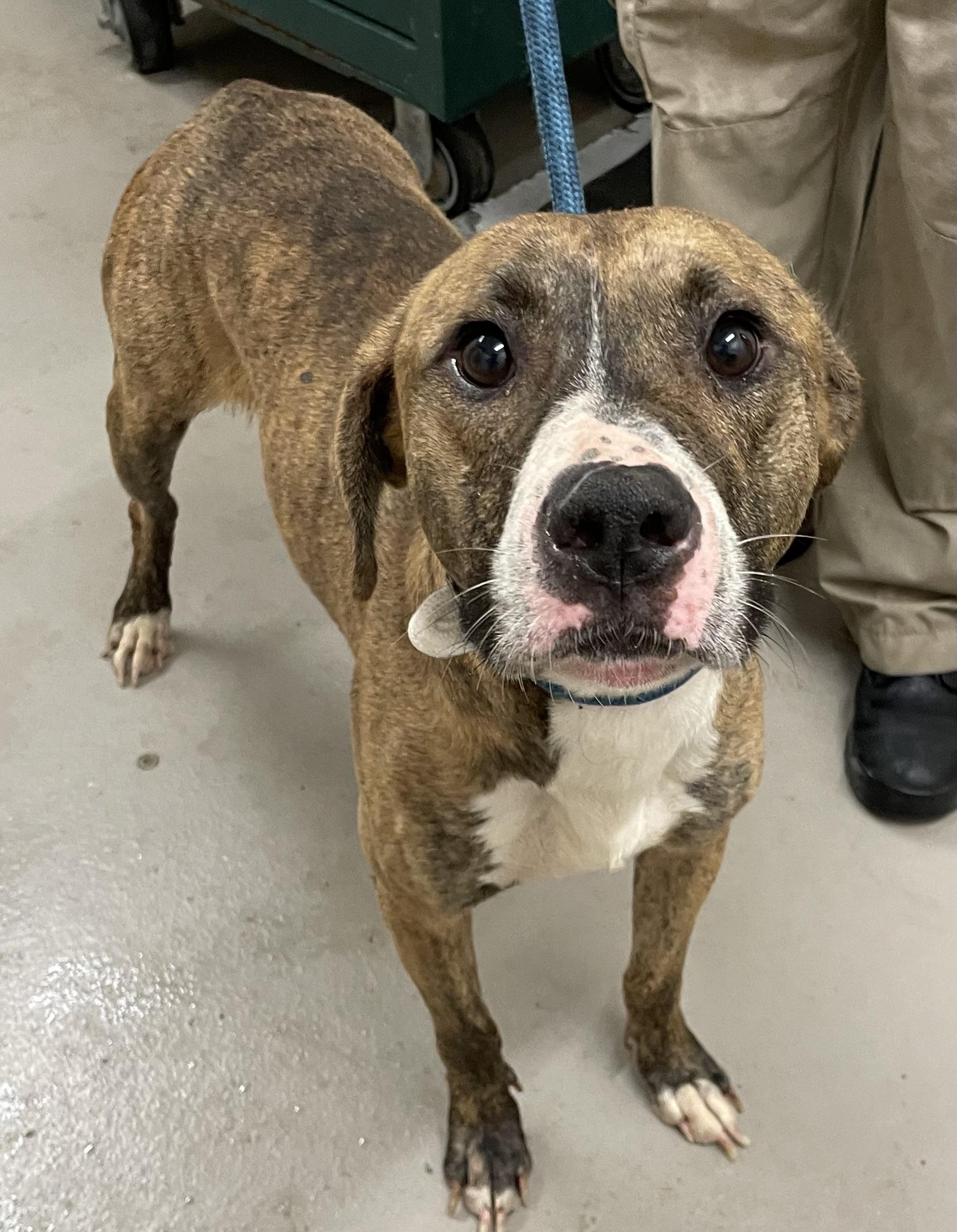 Enlarge Kojak ADOPTED, a Adopted American Staffordshire Terrier in Canton, OH image 2/3
