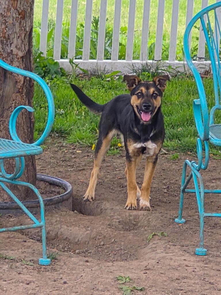 Enlarge Harlow, a Adoptable mixed breed in sun prairie, WI image 1/1