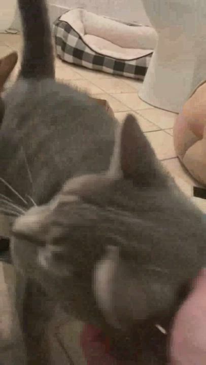 Enlarge Mr. Grayce, a Adopted American Shorthair in Bloomfield, NJ video 5/9