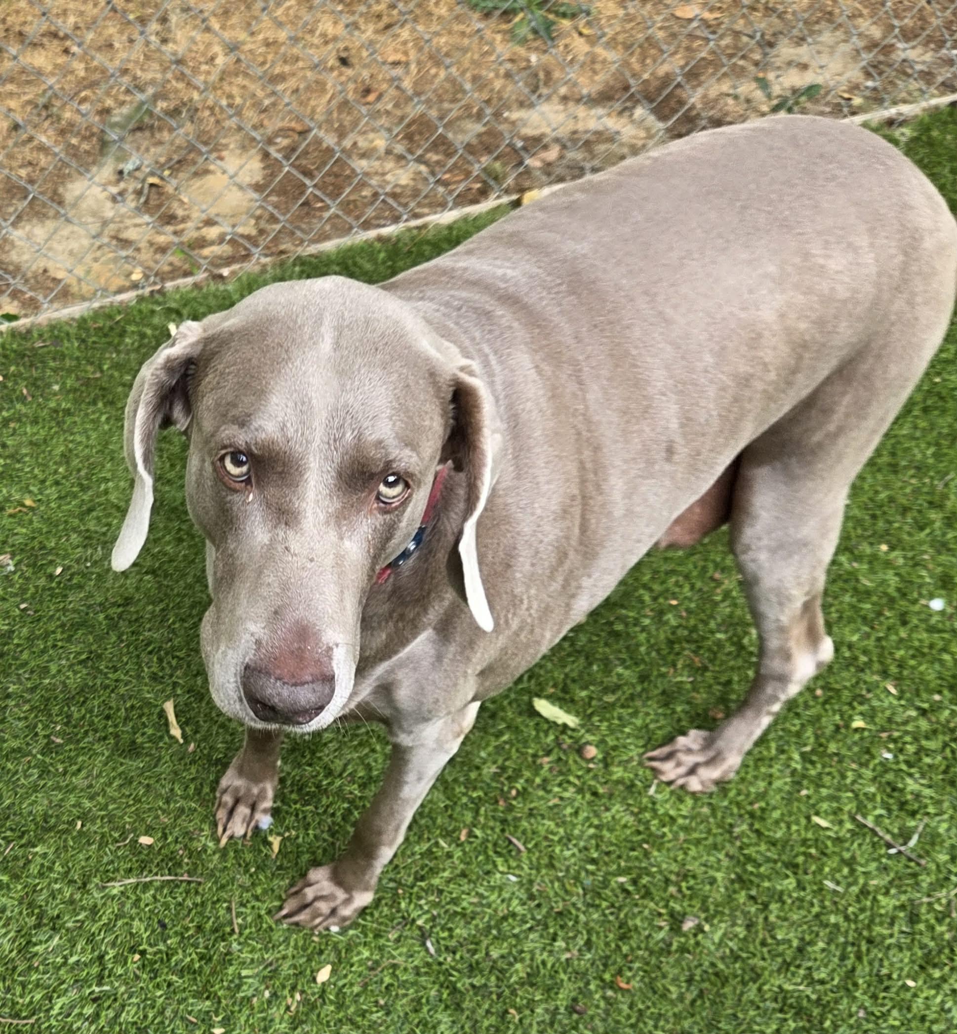Lucy, Adoptable, Senior Female Weimaraner.