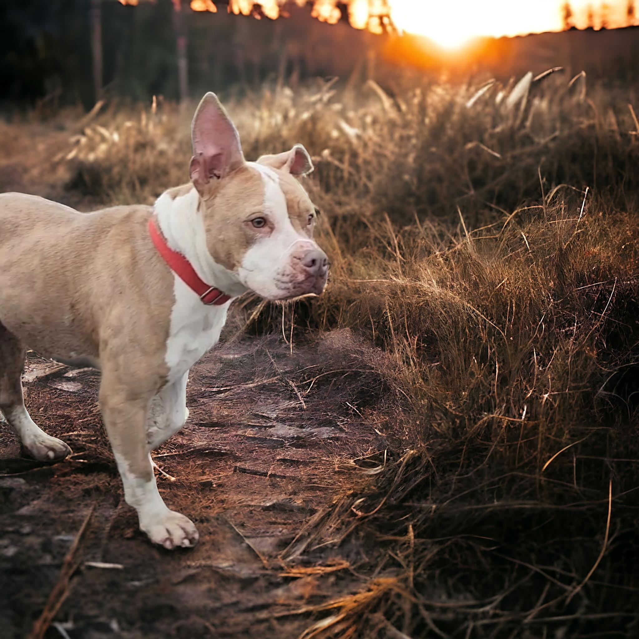 Enlarge Laylah, a Adoptable Terrier in Salamanca, NY image 3/3