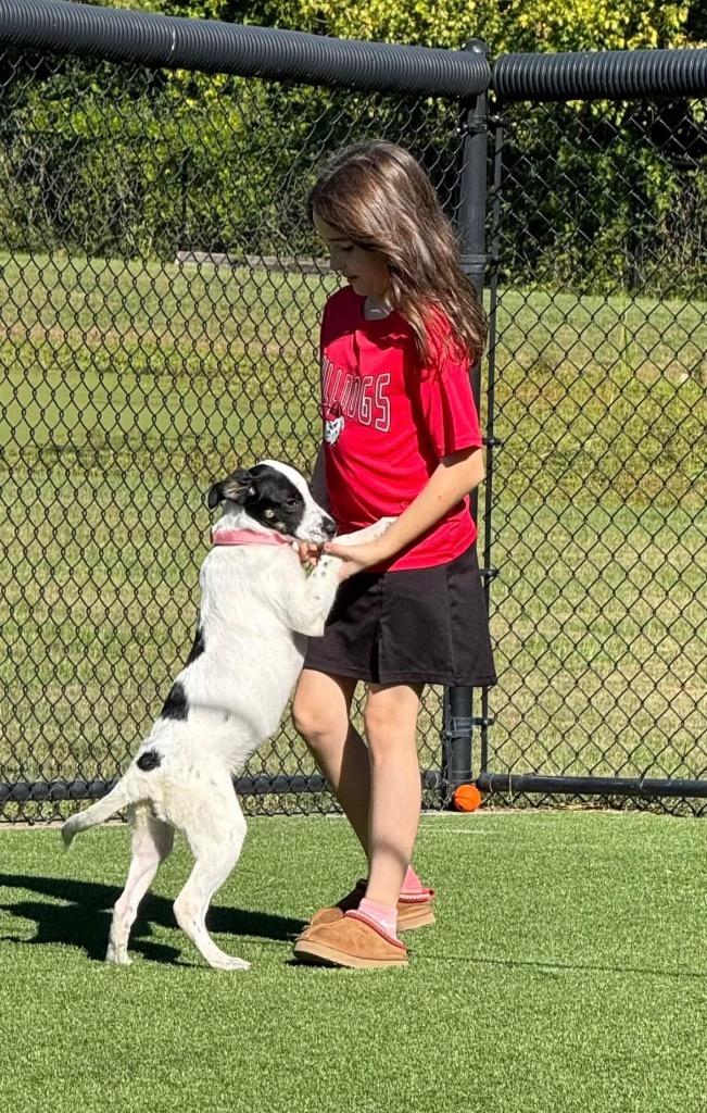 Mazie, Adoptable, Puppy Female English Pointer.
