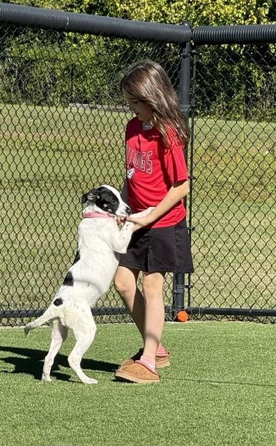 Enlarge Mazie, a Adoptable English Pointer in Dalton, GA image 3/4