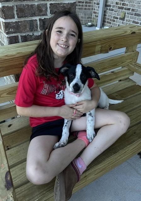 Enlarge Mazie, a Adoptable English Pointer in Dalton, GA image 4/4