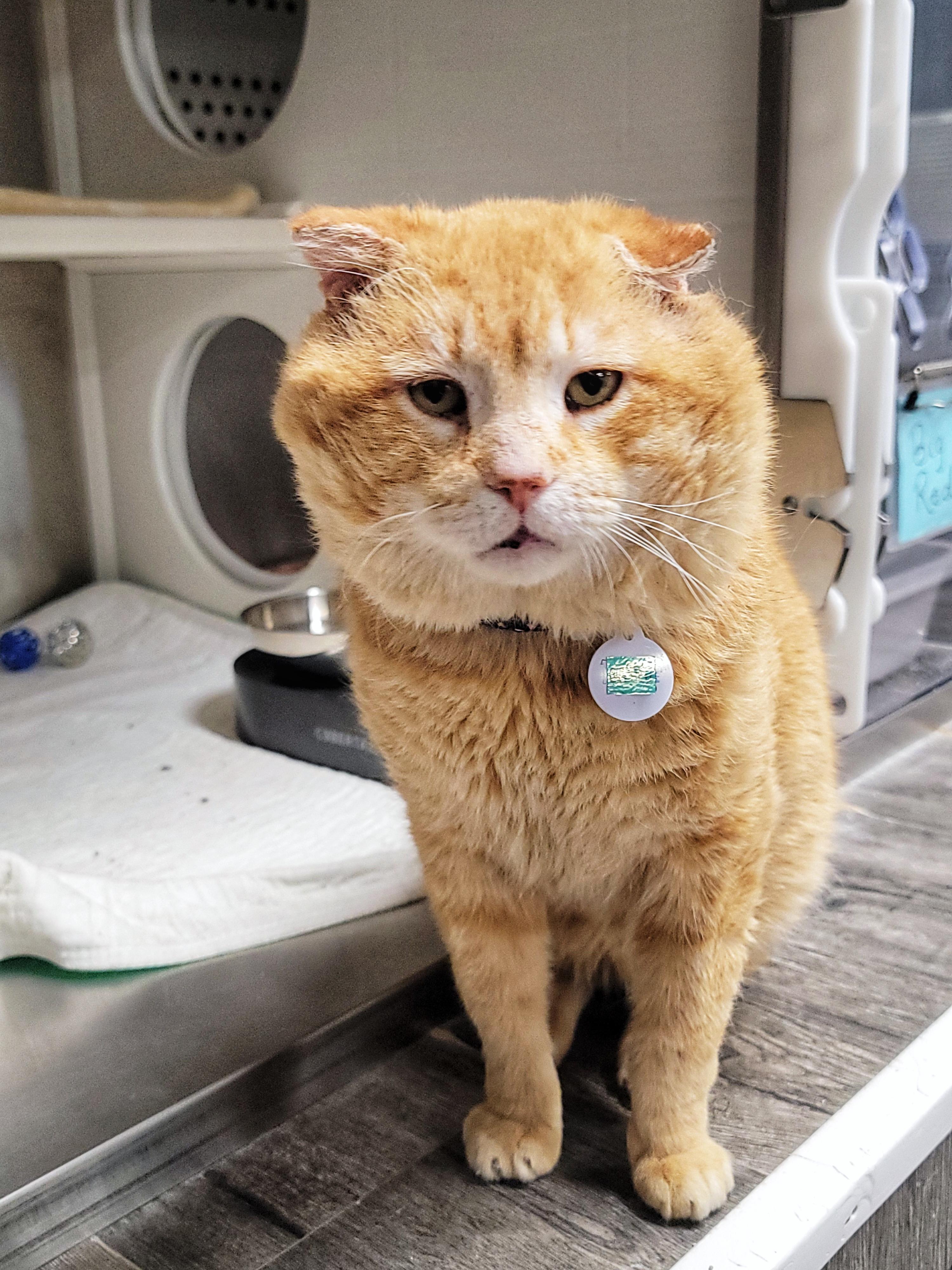 BIG RED, a ADOPTABLE Domestic Short Hair in Grand Rapids, MI image 1/6