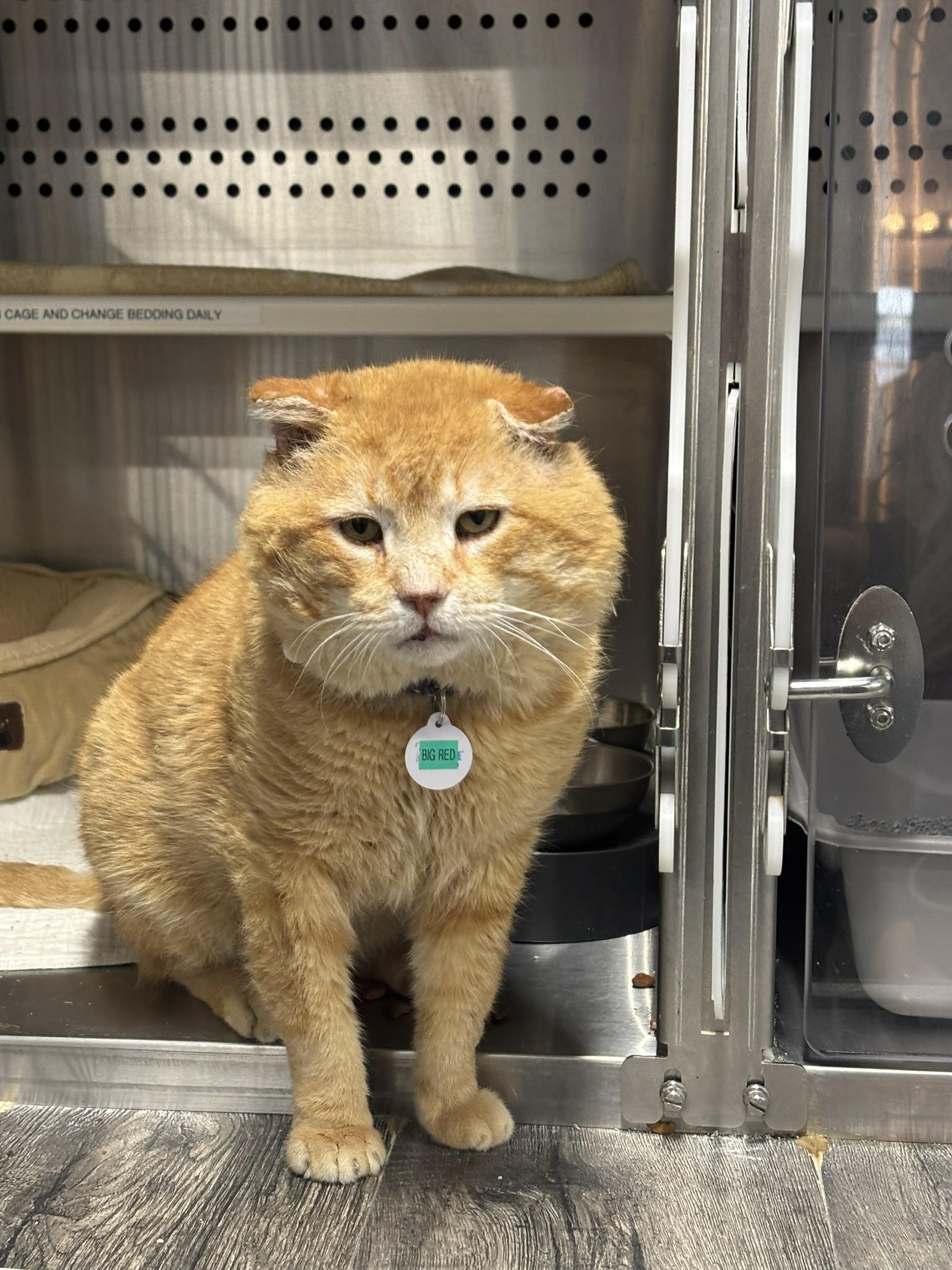 BIG RED, a ADOPTABLE Domestic Short Hair in Grand Rapids, MI image 6/6