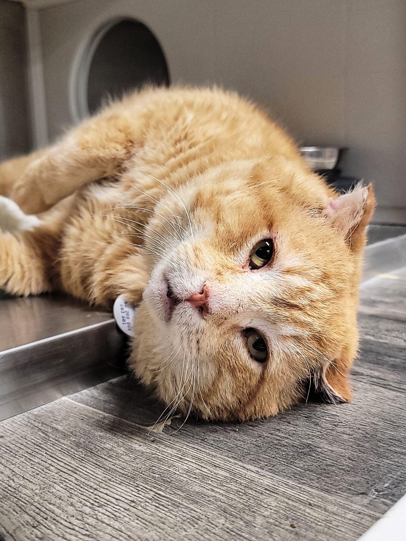 BIG RED, a ADOPTABLE Domestic Short Hair in Grand Rapids, MI image 3/6