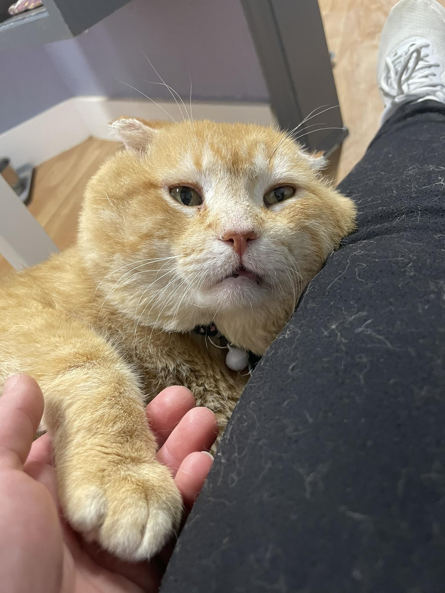 BIG RED, a ADOPTABLE Domestic Short Hair in Grand Rapids, MI image 4/6