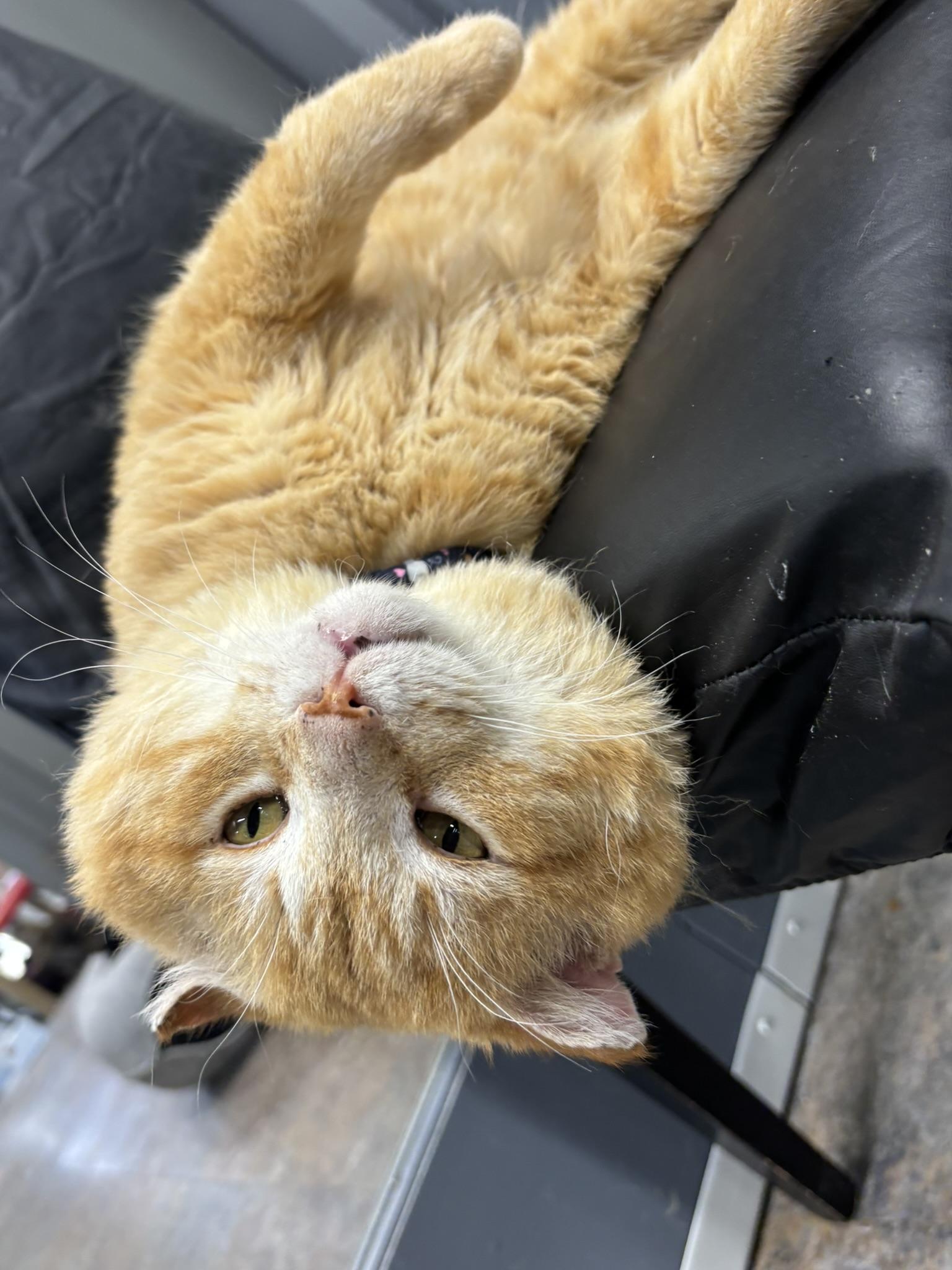 BIG RED, a ADOPTABLE Domestic Short Hair in Grand Rapids, MI image 2/6