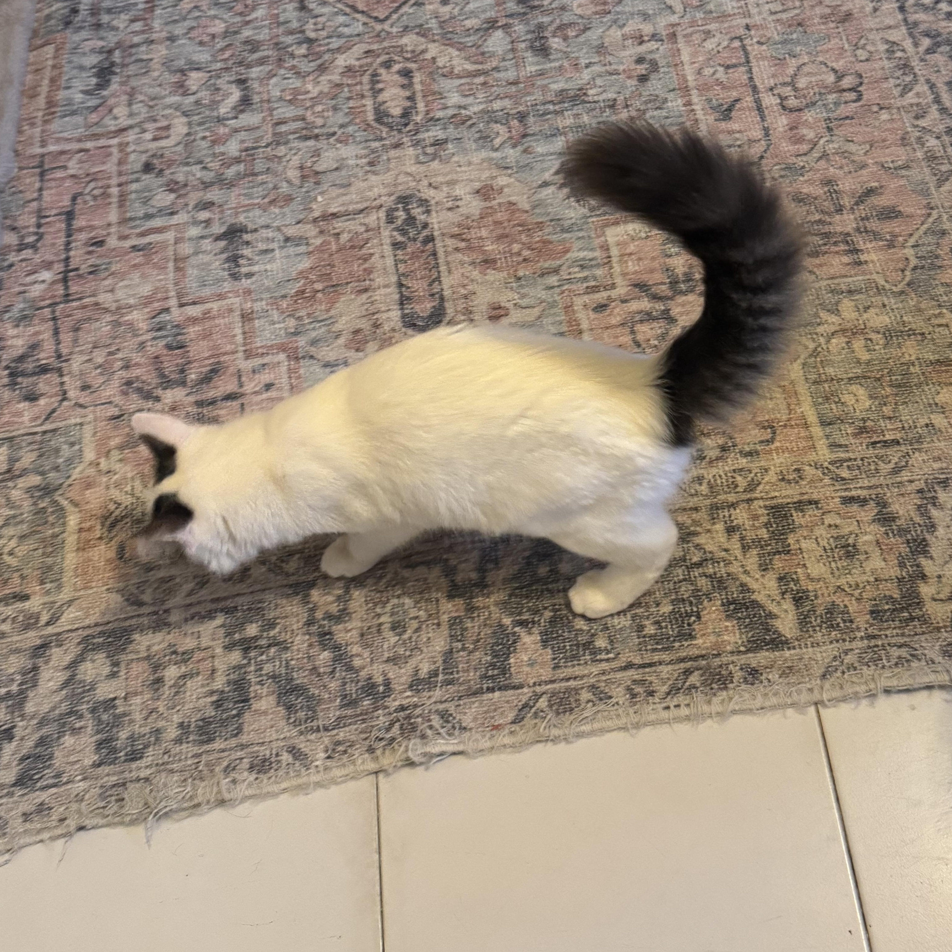 Enlarge Neko, a ADOPTABLE Domestic Short Hair in San Juan, PR image 3/3