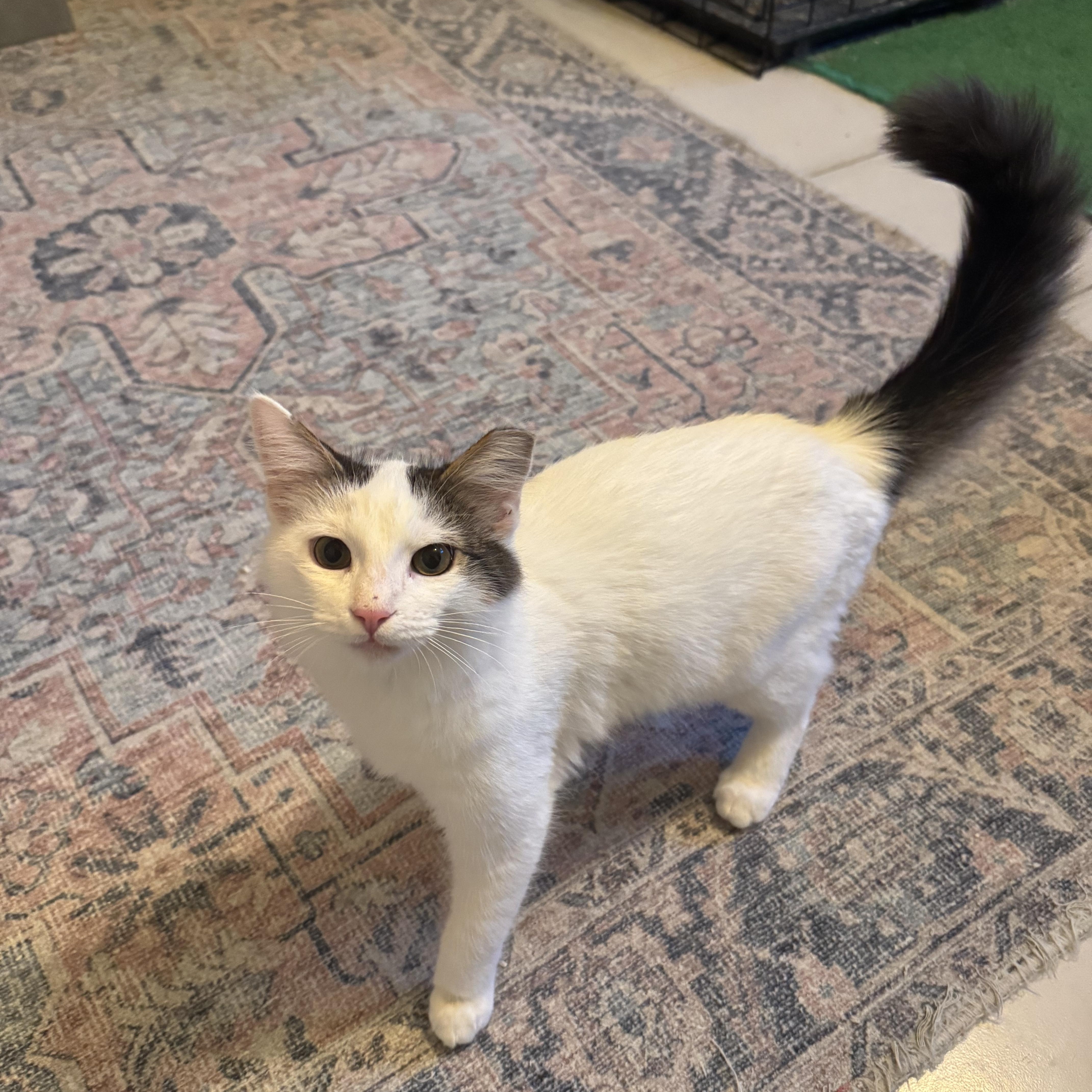 Neko, ADOPTABLE, Young Male Domestic Short Hair.