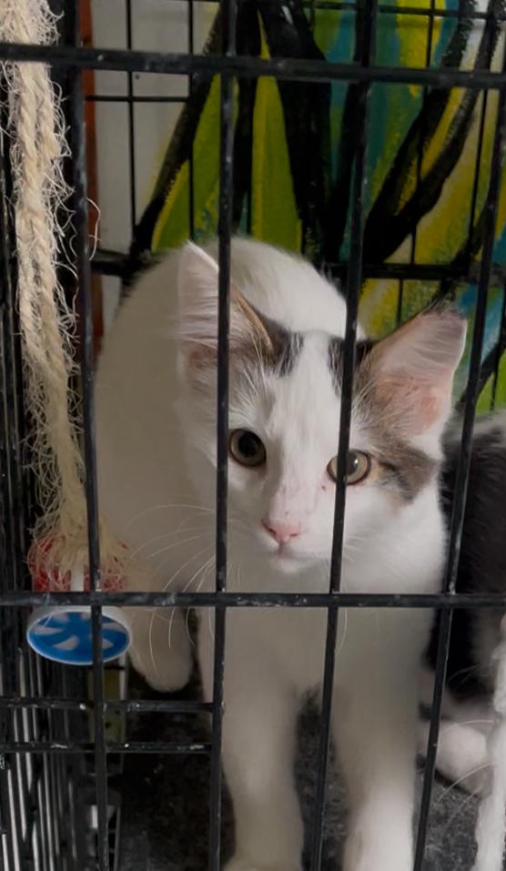 Neko, ADOPTABLE, Young Male Domestic Short Hair.