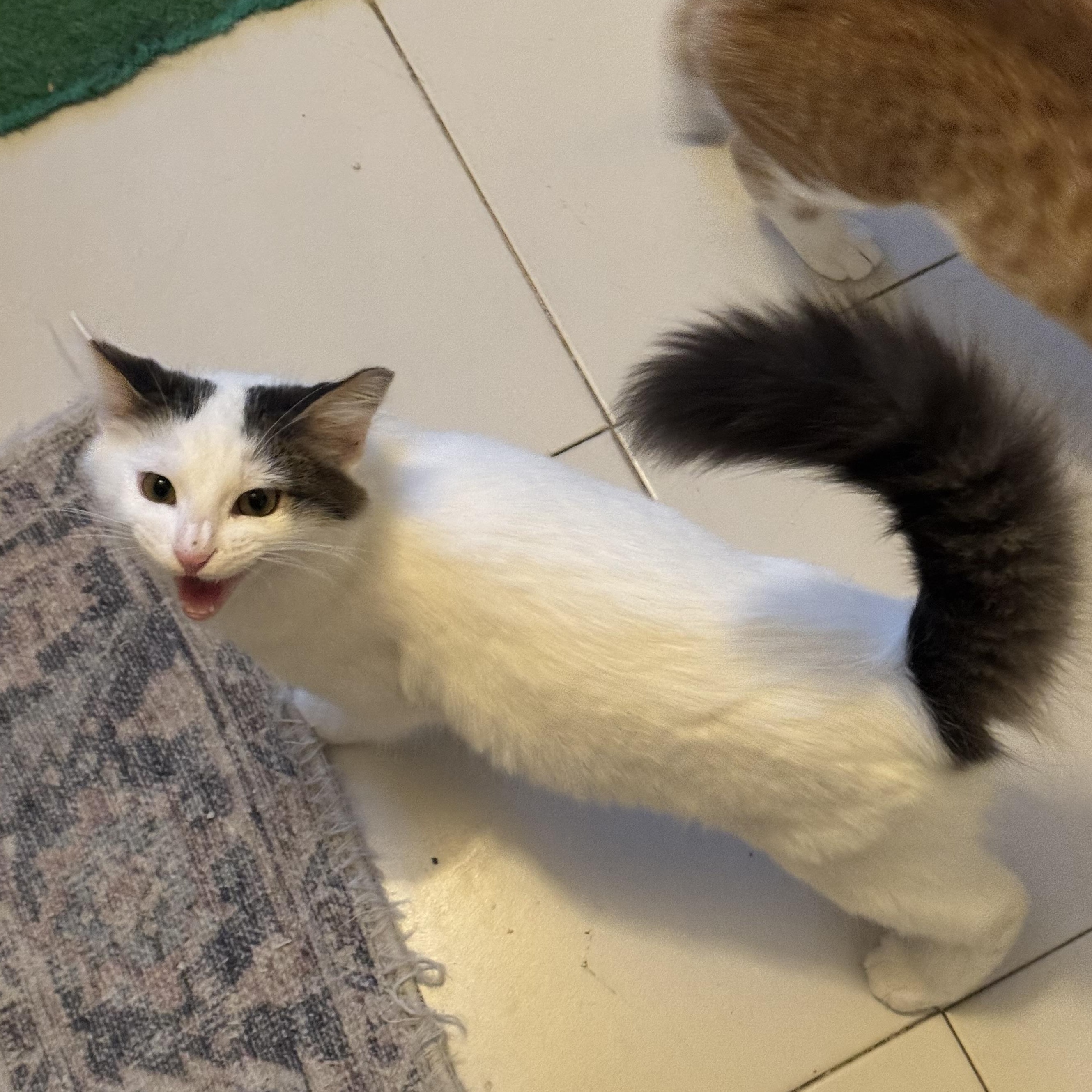 Enlarge Neko, a ADOPTABLE Domestic Short Hair in San Juan, PR image 2/3