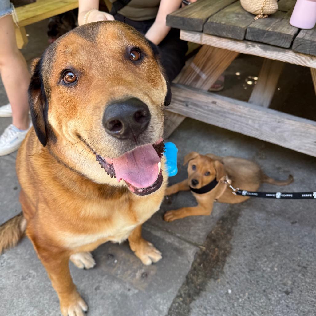 Hank, Adoptable, Adult Male Retriever.
