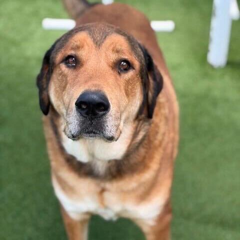 Enlarge Hank, a Adoptable Retriever in Brooklyn, NY image 2/6