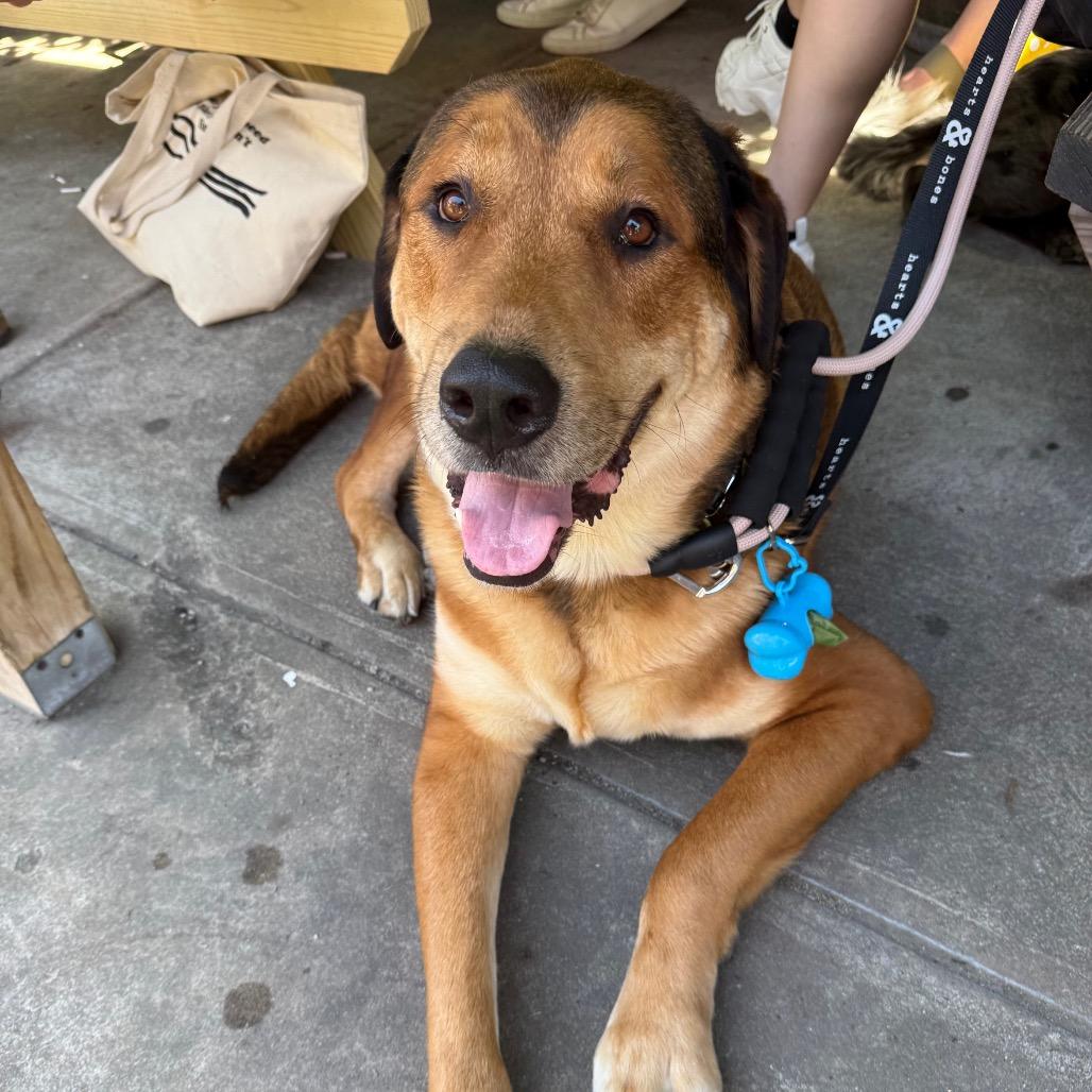 Enlarge Hank, a Adoptable Retriever in Brooklyn, NY image 3/6