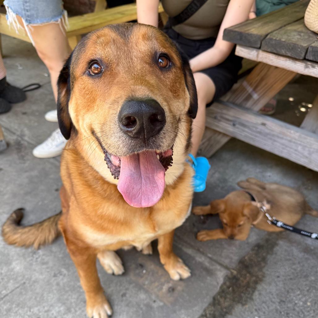 Enlarge Hank, a Adoptable Retriever in Brooklyn, NY image 4/6