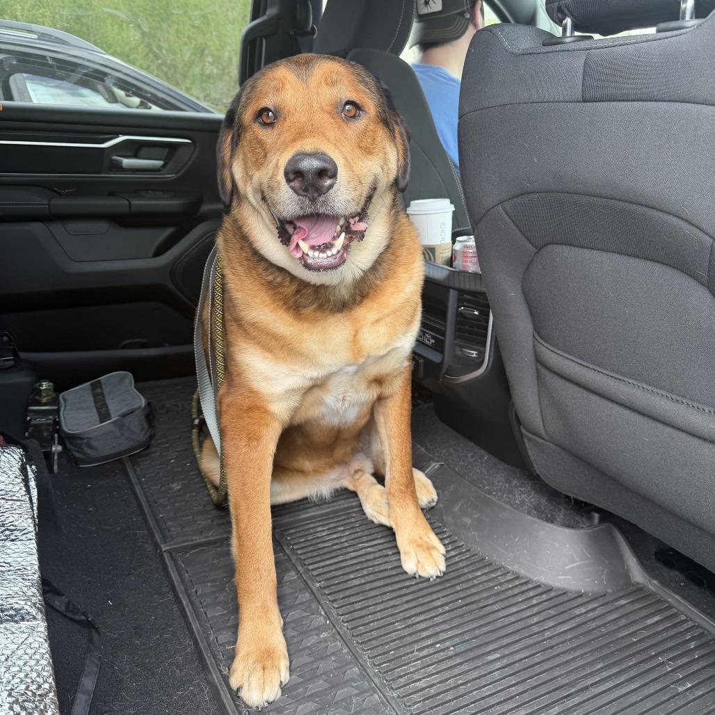 Enlarge Hank, a Adoptable Retriever in Brooklyn, NY image 5/6