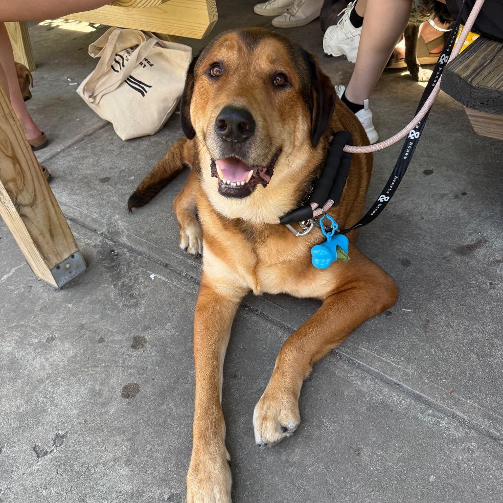 Enlarge Hank, a Adoptable Retriever in Brooklyn, NY image 6/6