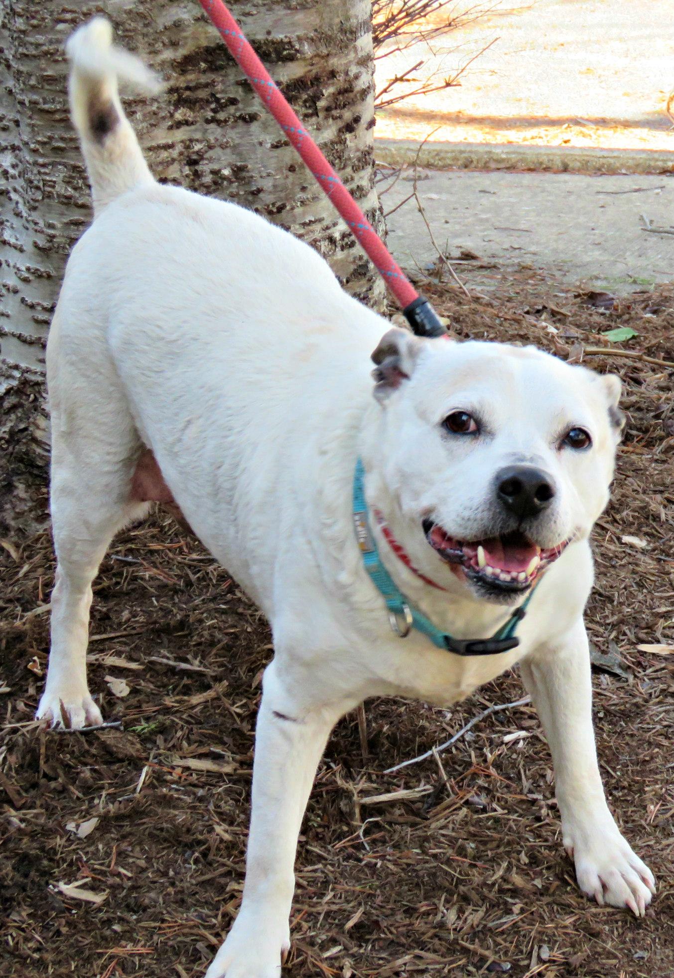 Enlarge Turtle, an adopted mixed breed in Lexington, VA image 2/5