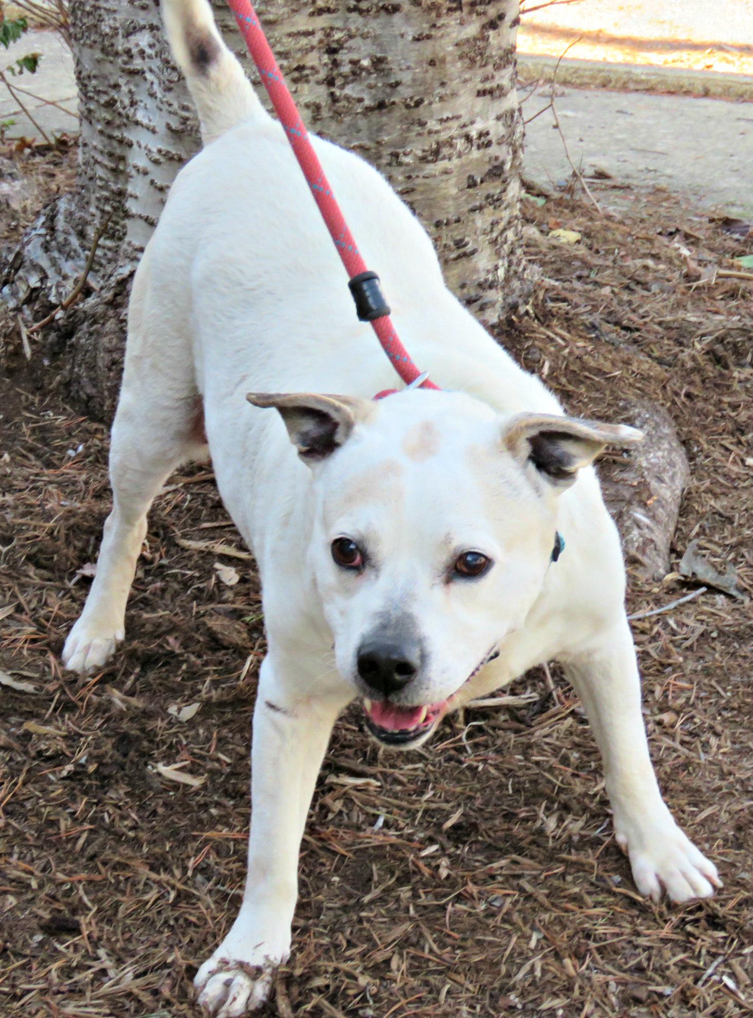 Enlarge Turtle, an adopted mixed breed in Lexington, VA image 5/5