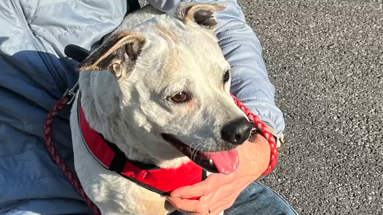 Enlarge Turtle, an adopted mixed breed in Lexington, VA video 1/5