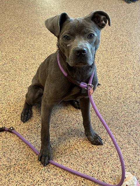 DANIELLE, Adoptable, Young Female Pit Bull Terrier.