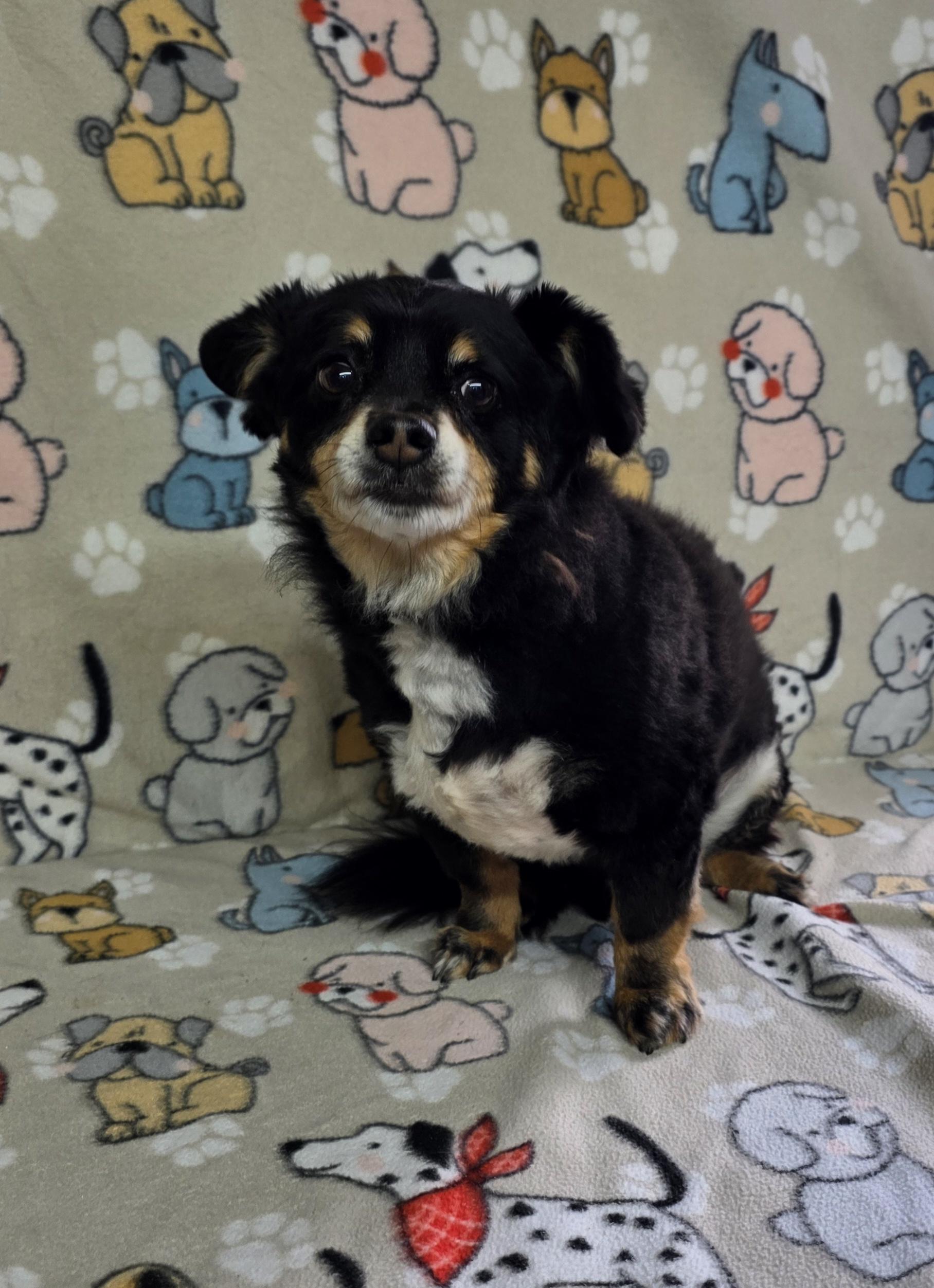 Enlarge Levi, a ADOPTABLE mixed breed in Dallas, GA image 4/5