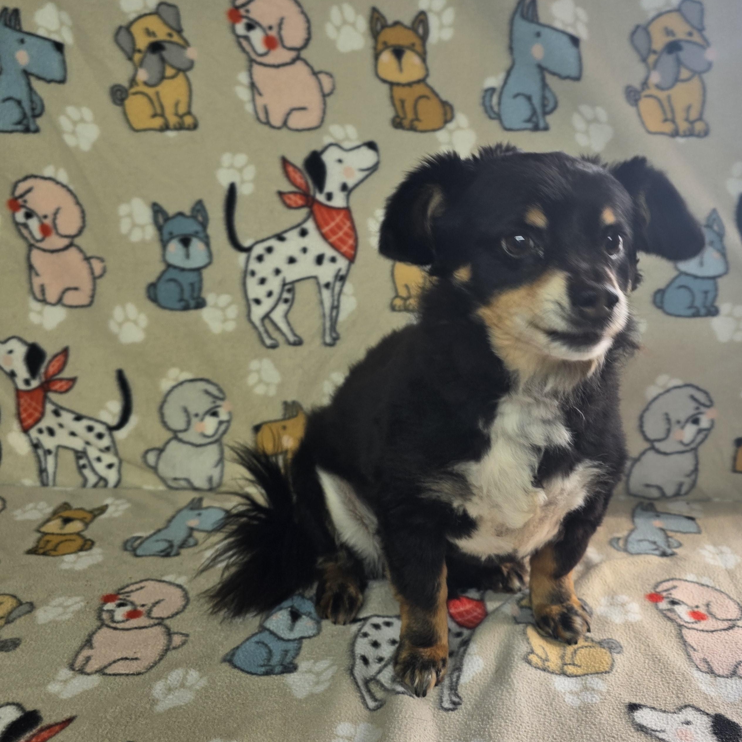 Enlarge Levi, a ADOPTABLE mixed breed in Dallas, GA image 2/5