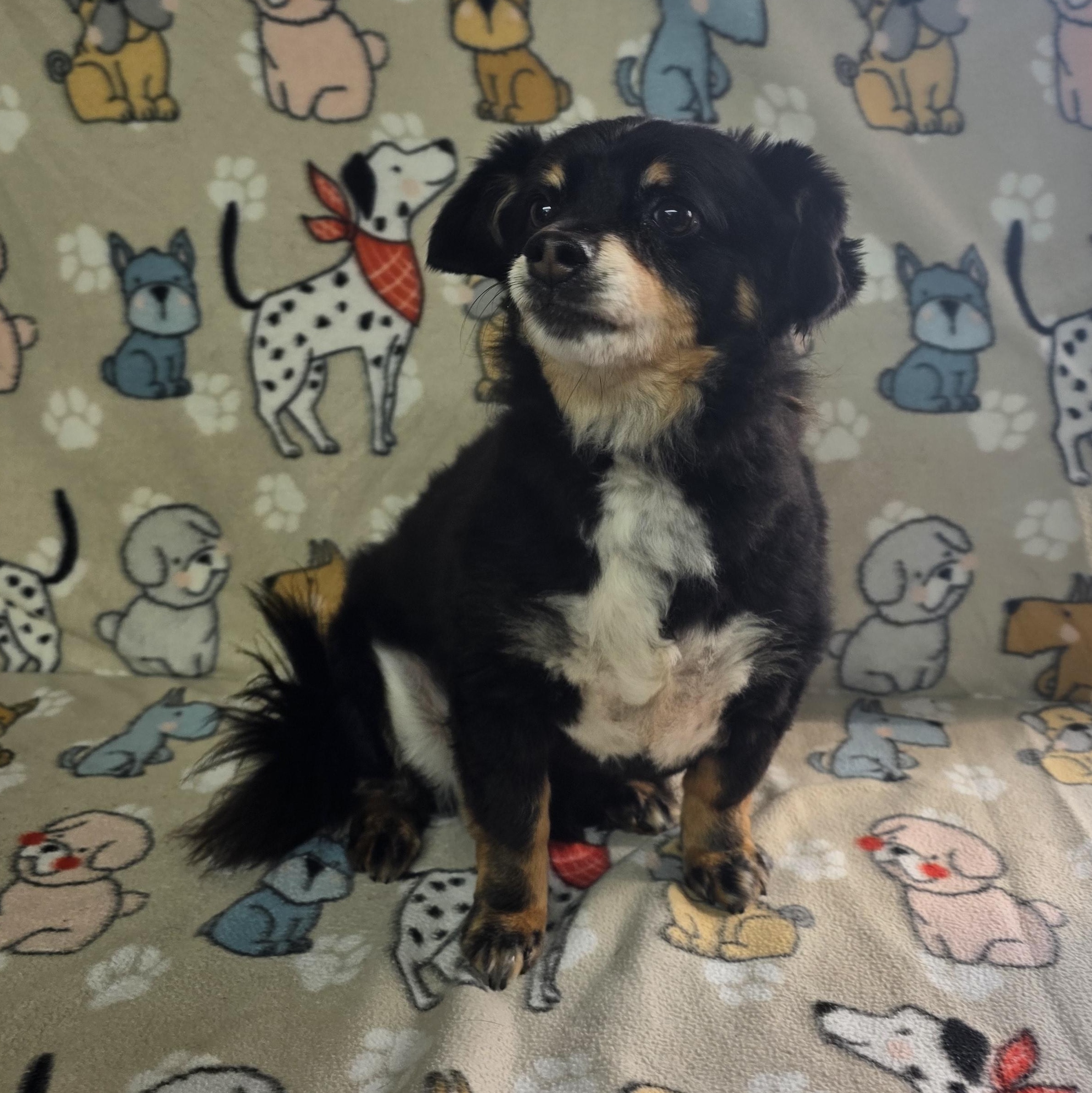 Enlarge Levi, a ADOPTABLE mixed breed in Dallas, GA image 3/5