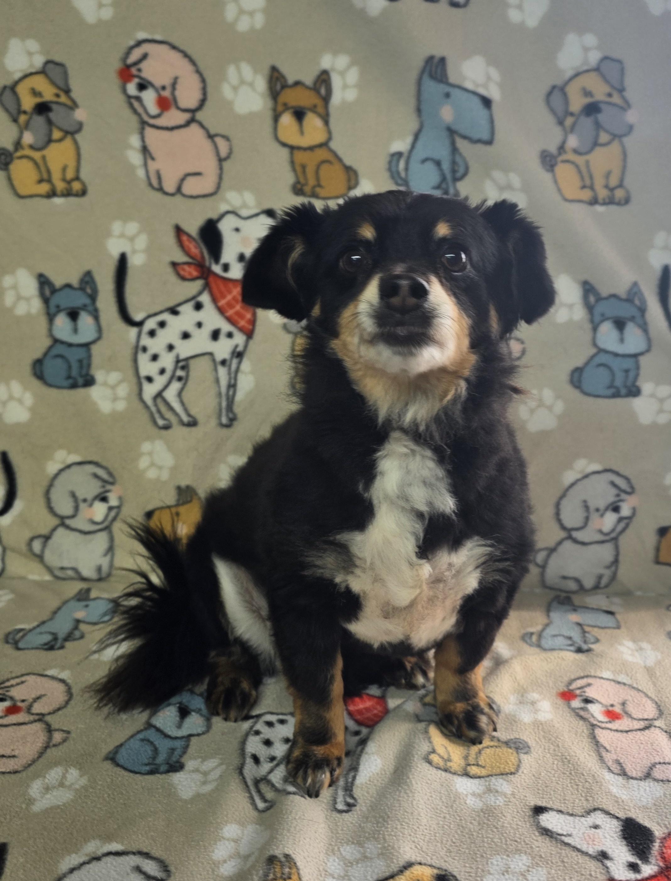 Enlarge Levi, a ADOPTABLE mixed breed in Dallas, GA image 1/5