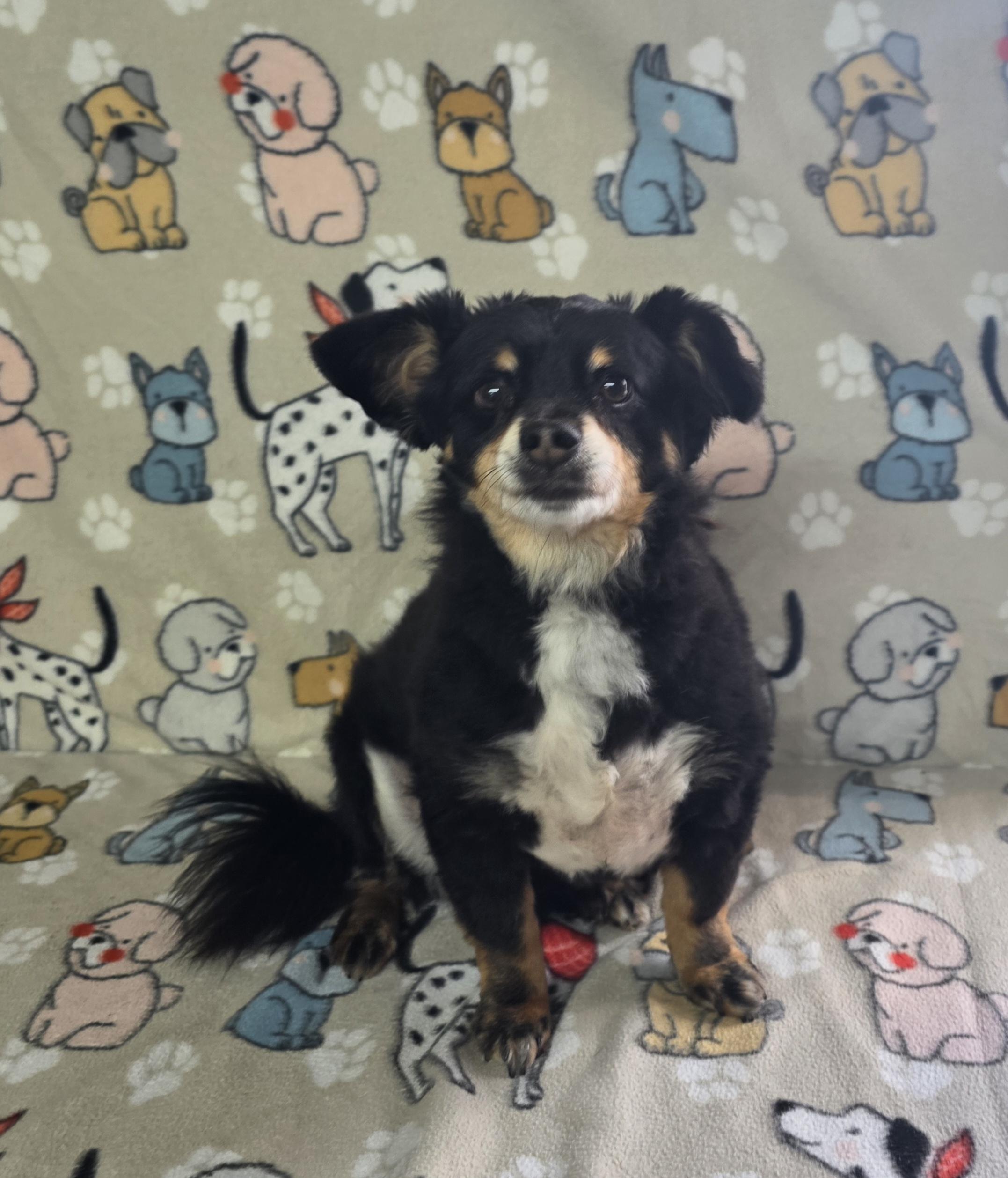 Enlarge Levi, a ADOPTABLE mixed breed in Dallas, GA image 5/5