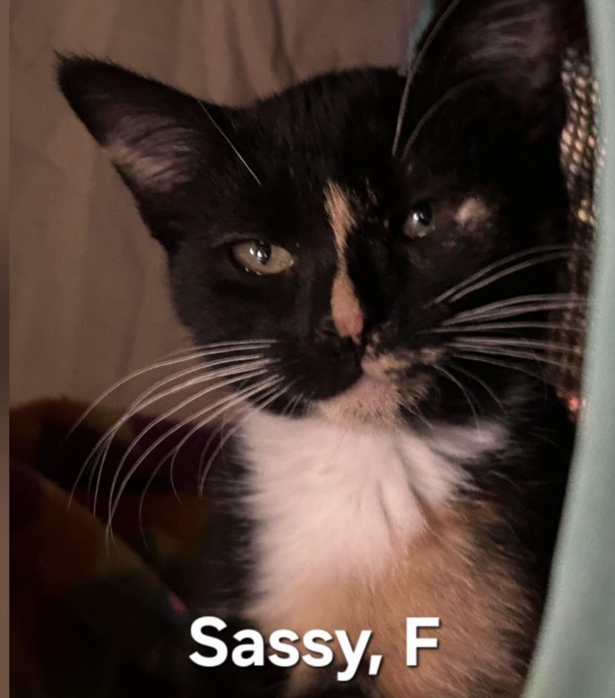 Sassy, adopted, Kitten Female Domestic Short Hair.