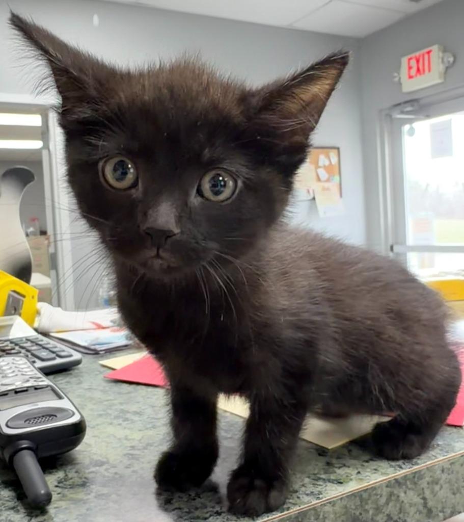 The Invisible Woman, adopted, Kitten Female Domestic Short Hair.