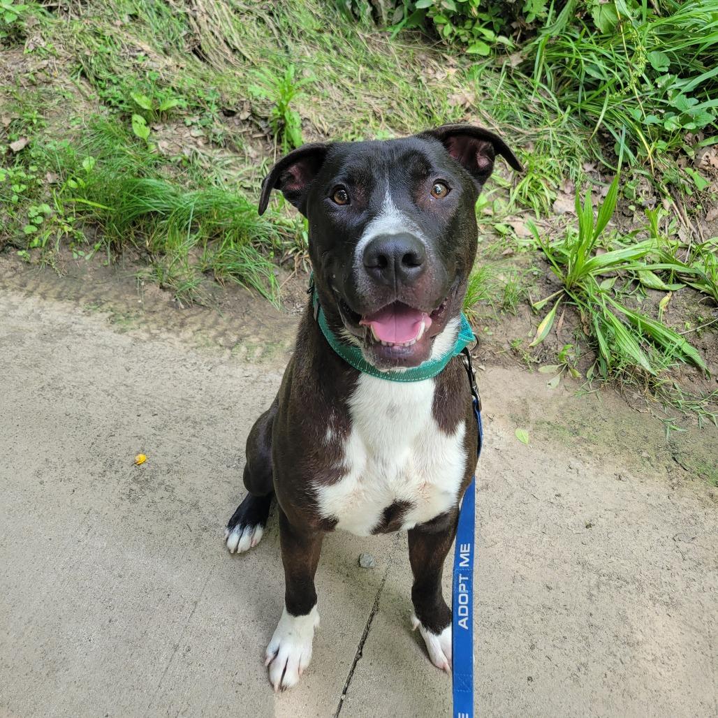 Deuce, Adoptable, Adult Male Pit Bull Terrier & Mixed Breed.
