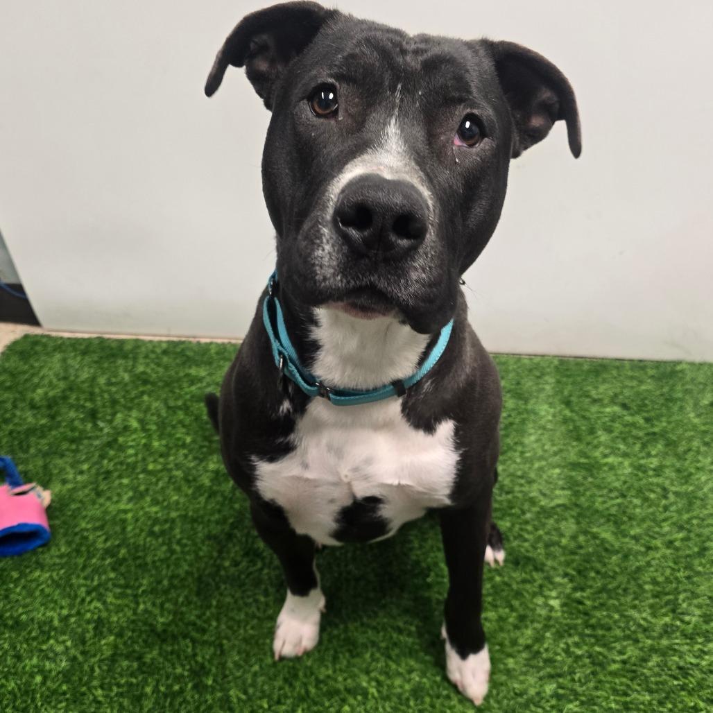 Deuce, Adoptable, Adult Male Pit Bull Terrier & Mixed Breed.