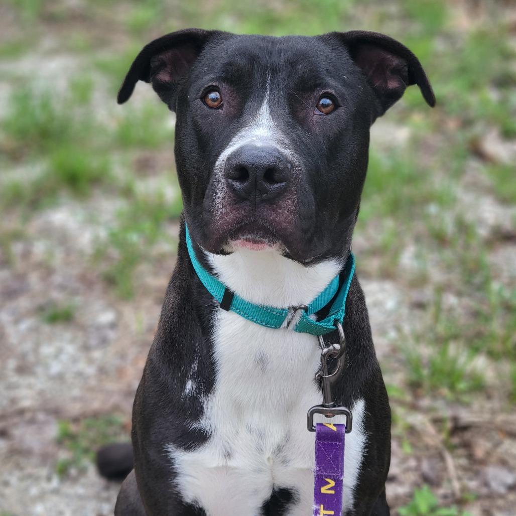 Deuce, a Adoptable mixed breed in Columbia, MO image 2/6