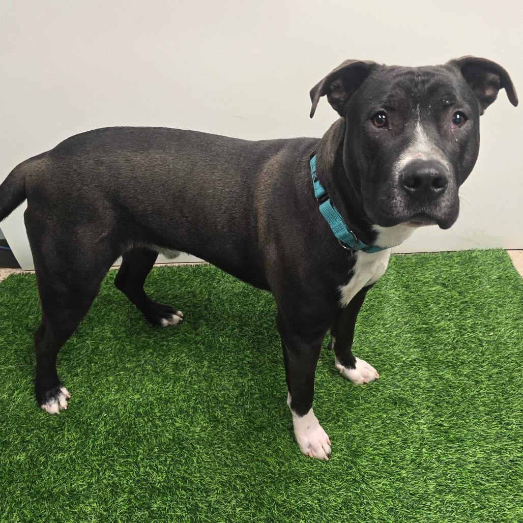 Deuce, a Adoptable mixed breed in Columbia, MO image 3/6