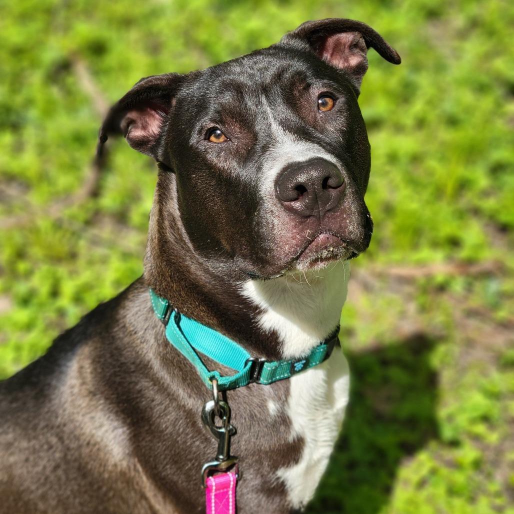 Deuce, a Adoptable mixed breed in Columbia, MO image 4/6