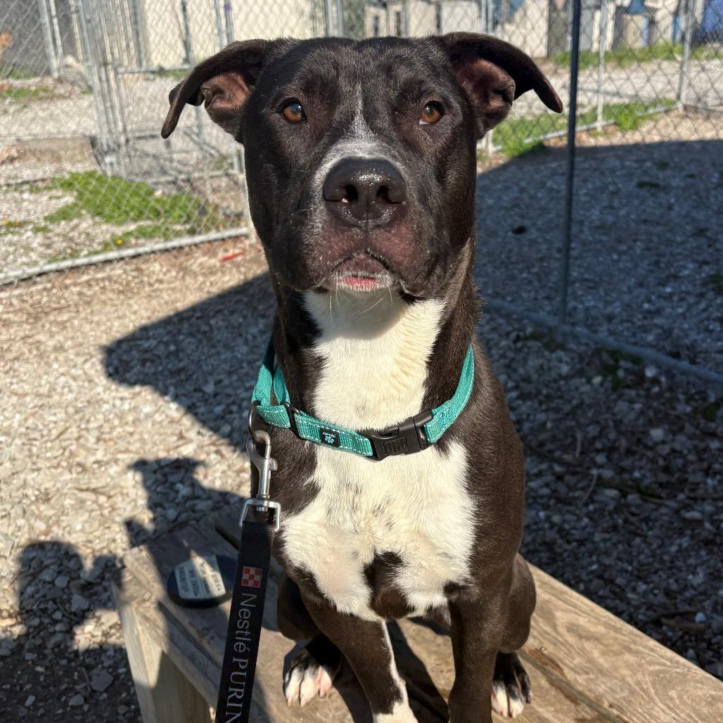 Deuce, a Adoptable mixed breed in Columbia, MO image 5/6