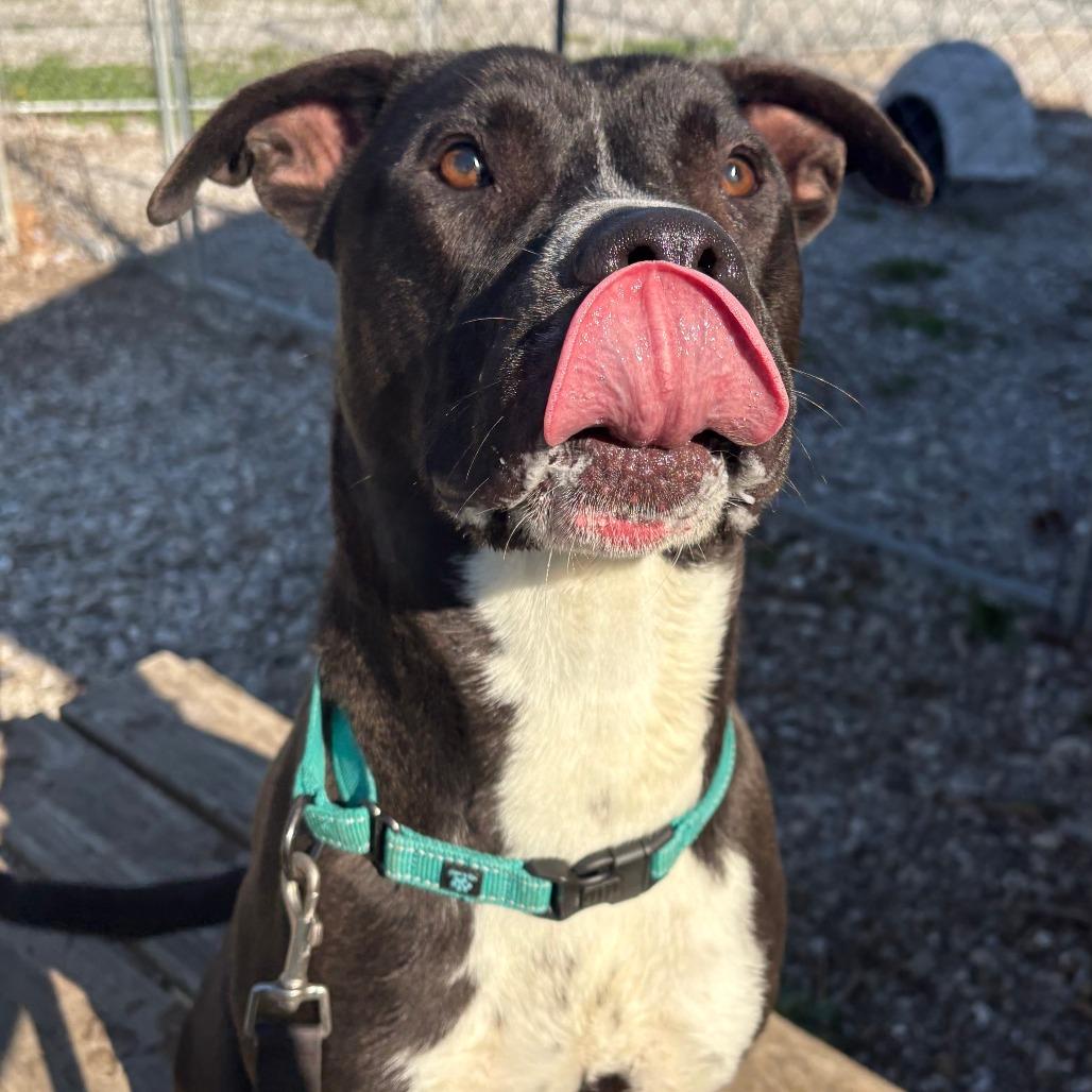 Deuce, a Adoptable mixed breed in Columbia, MO image 6/6