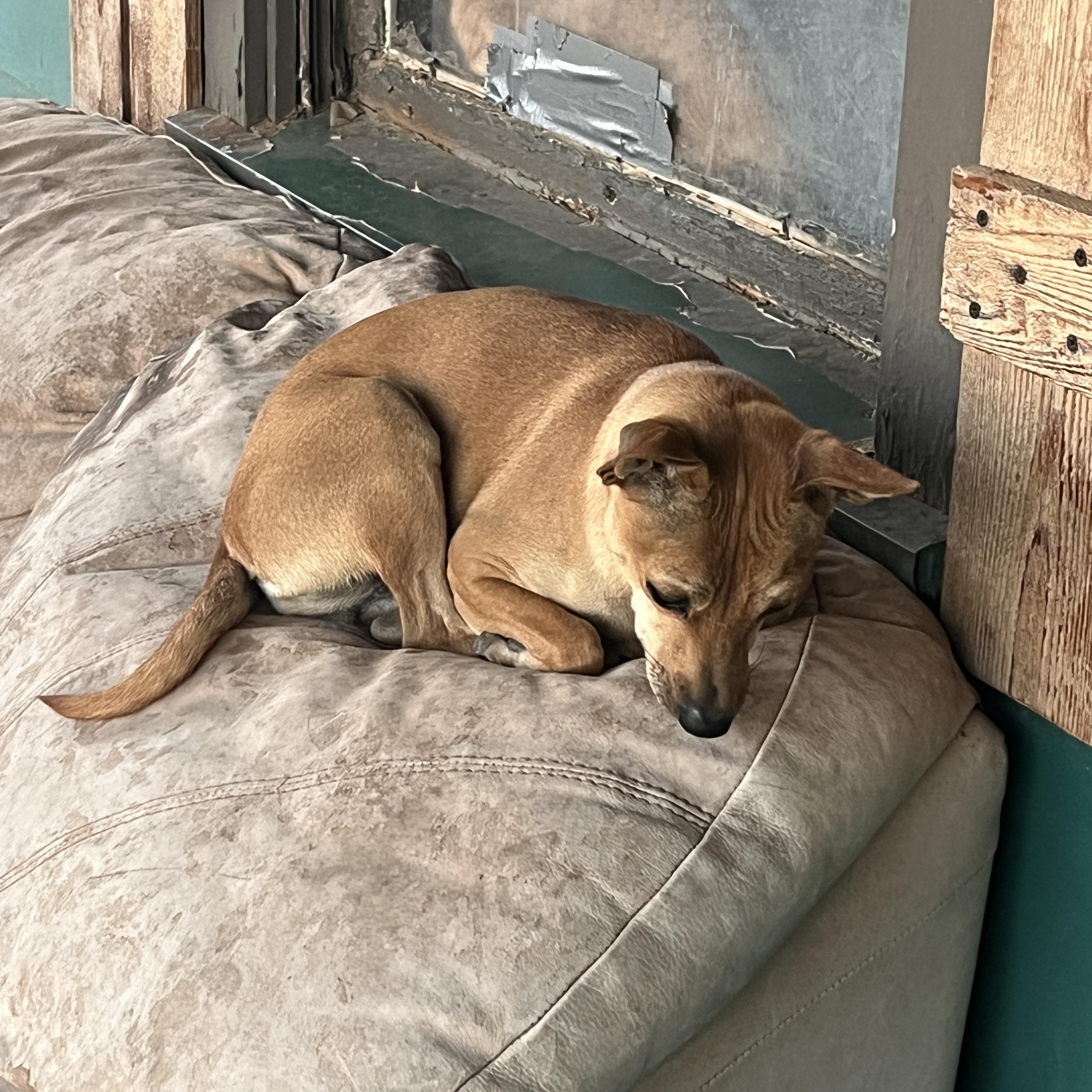 Little Hazel, ADOPTABLE, Young Female Chihuahua.