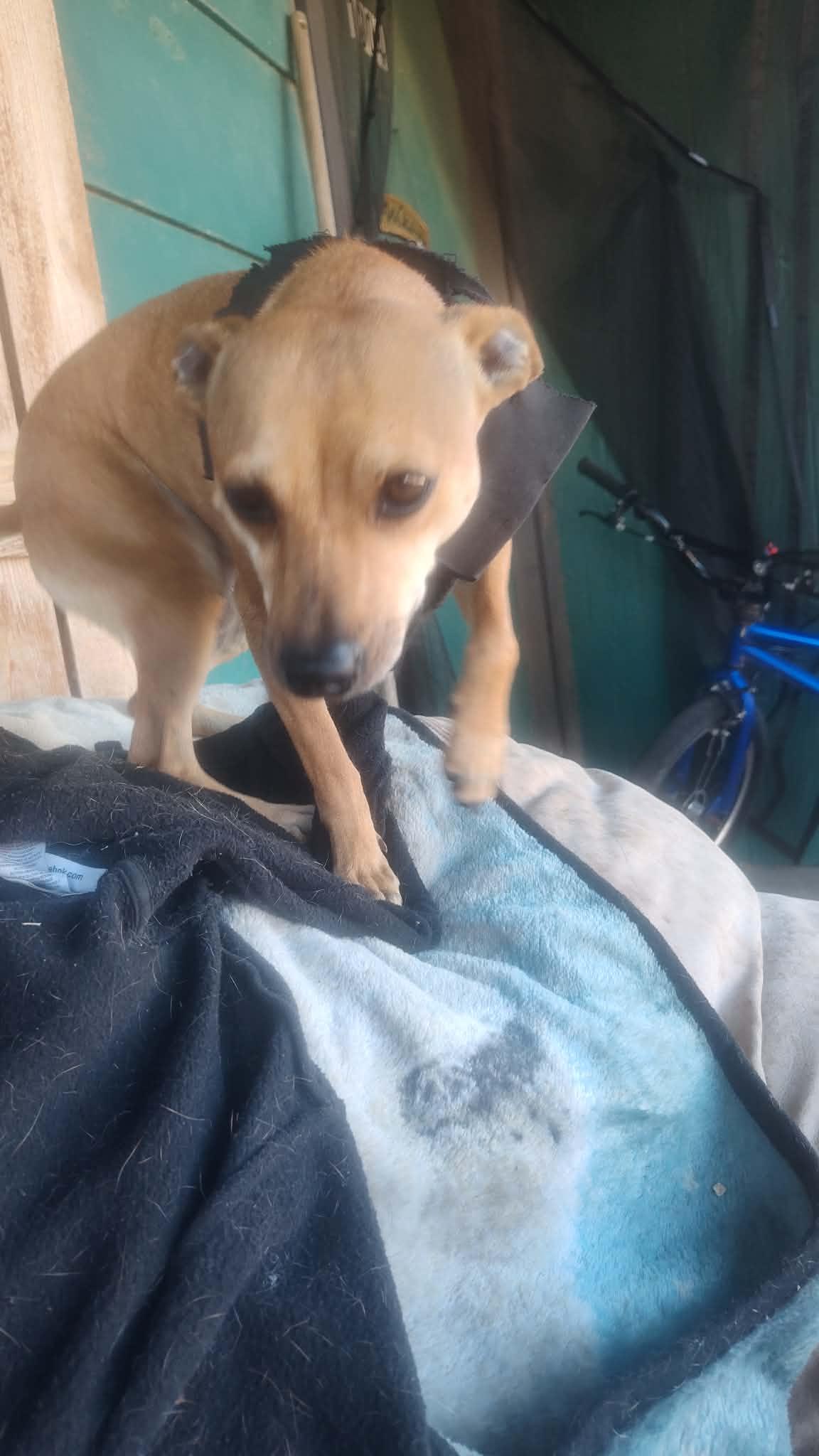 Enlarge Little Hazel, a ADOPTABLE mixed breed in Levelland, TX image 2/6