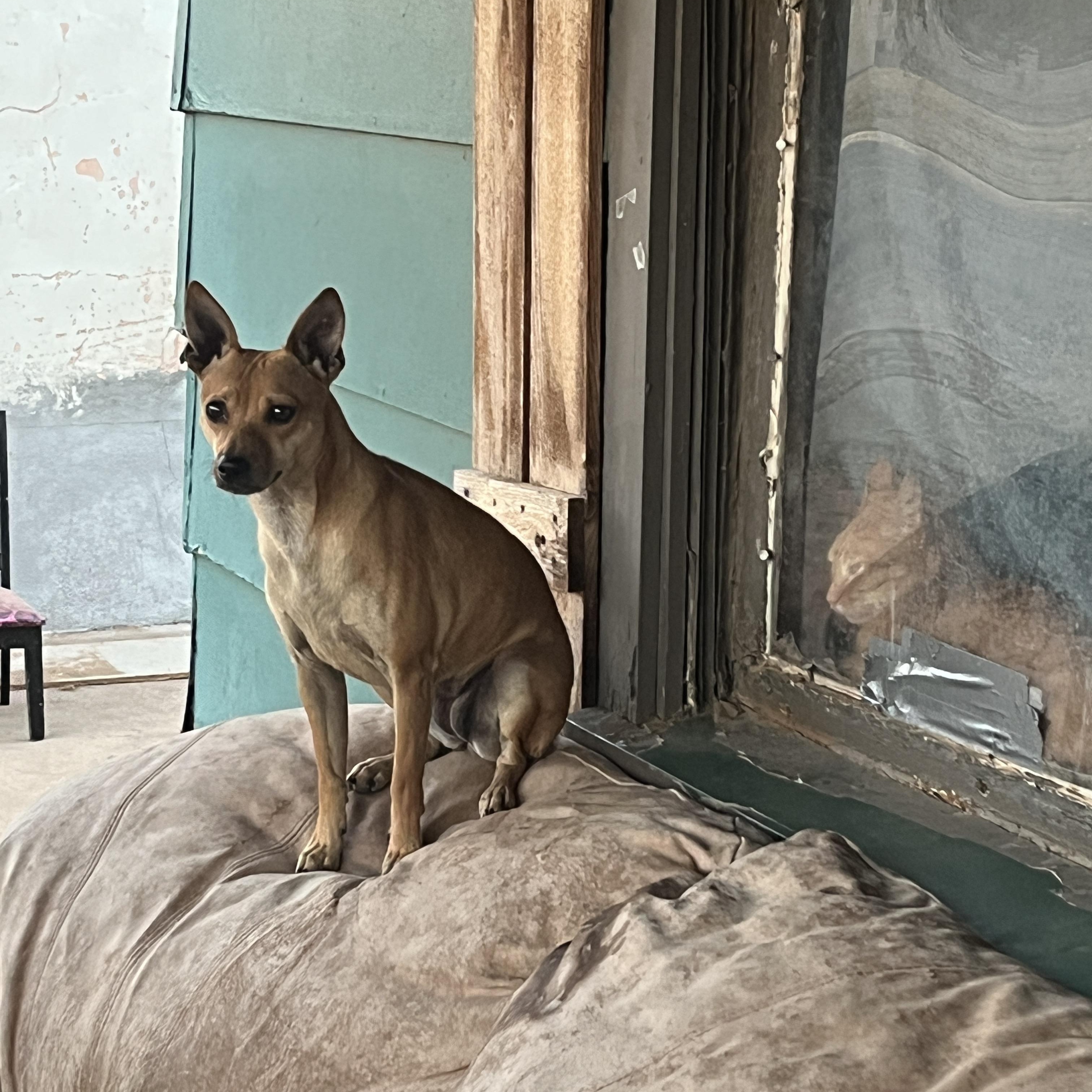 Enlarge Little Hazel, a ADOPTABLE mixed breed in Levelland, TX image 3/6