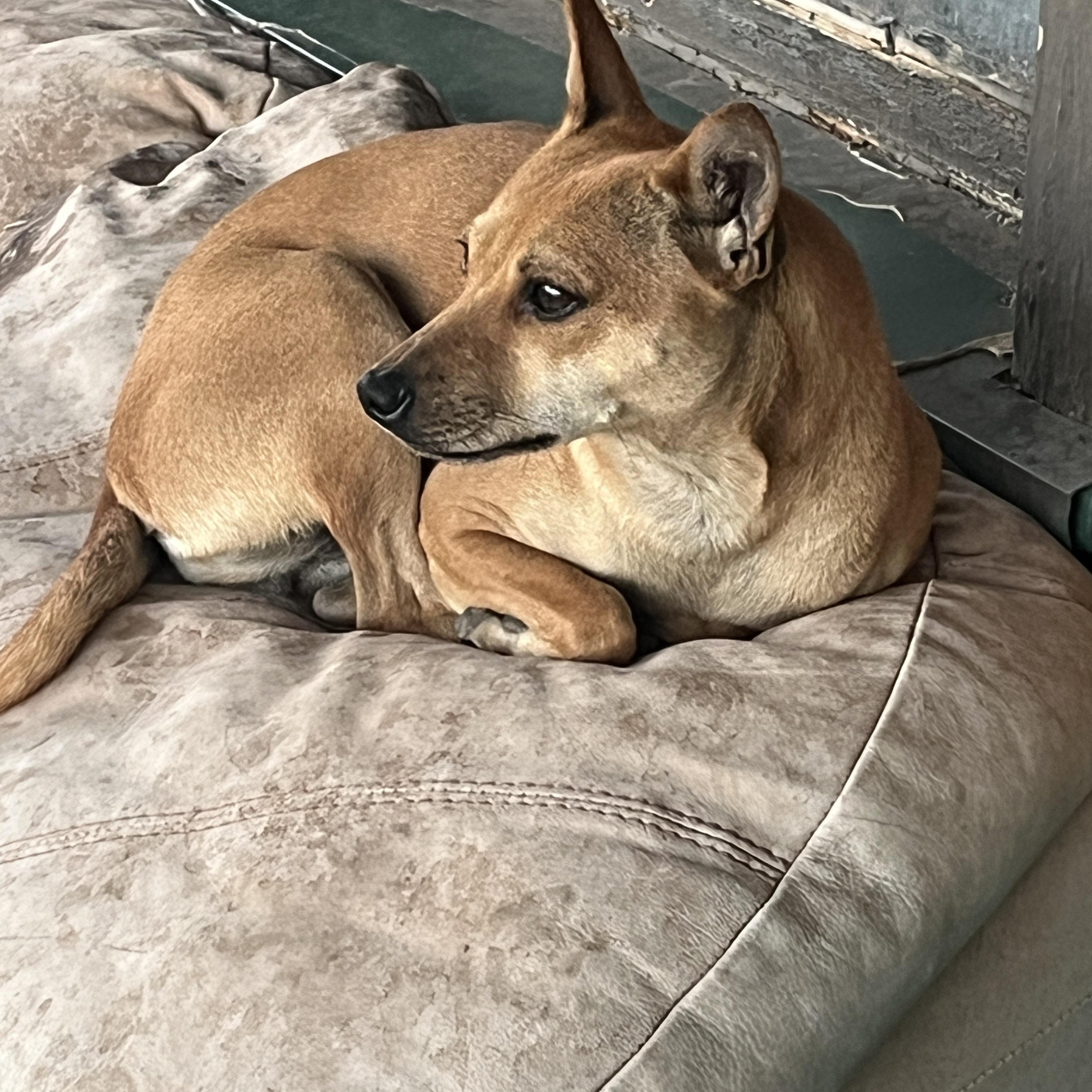 Enlarge Little Hazel, a ADOPTABLE mixed breed in Levelland, TX image 4/6