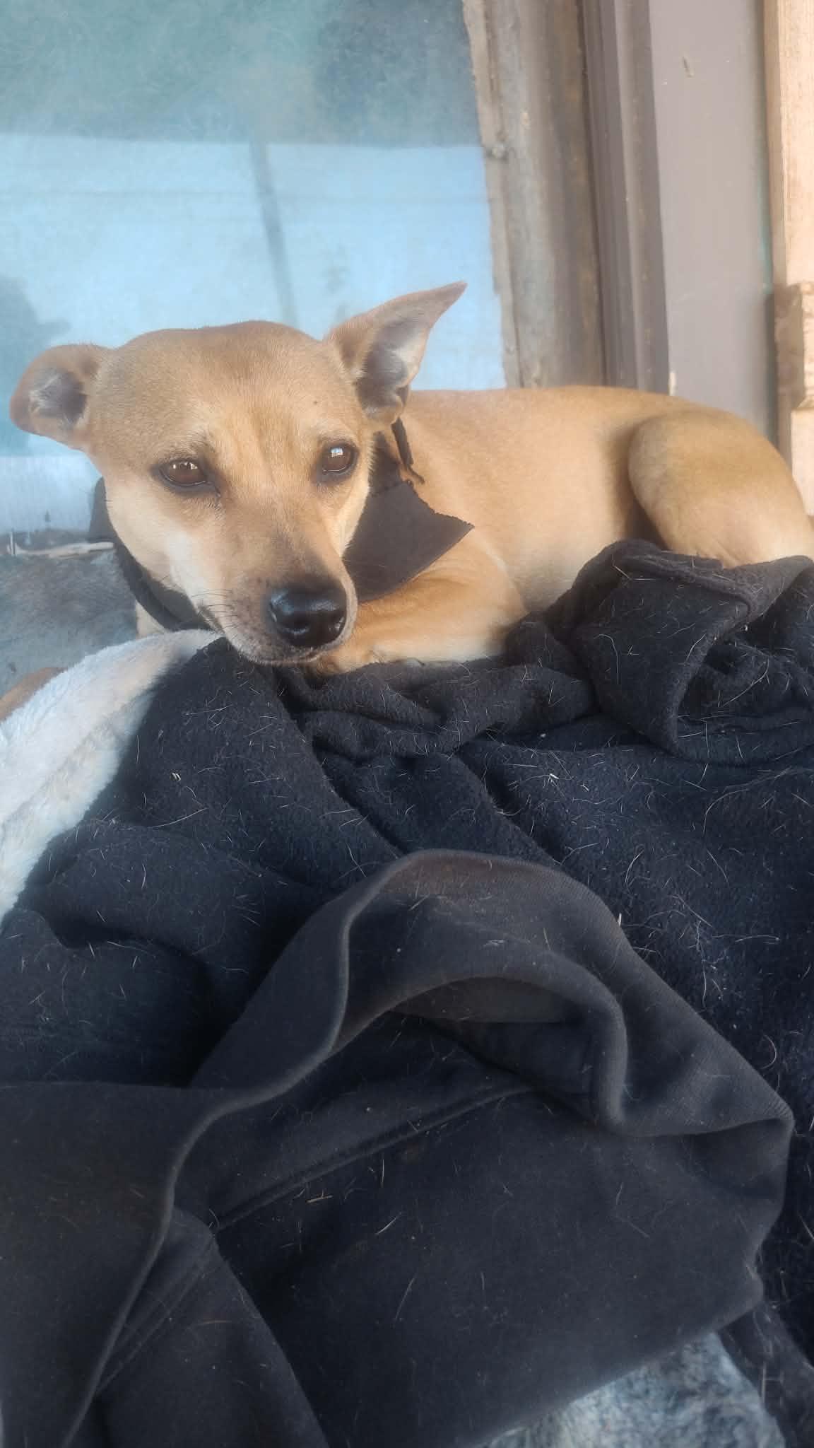 Enlarge Little Hazel, a ADOPTABLE mixed breed in Levelland, TX image 5/6